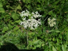 Heracleum austriacum