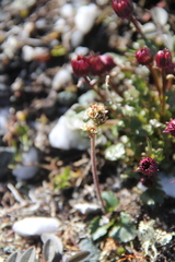 Micranthes hieraciifolia