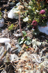 Micranthes hieraciifolia