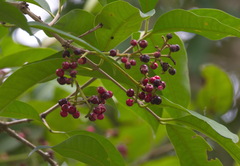 Syzygium borneense