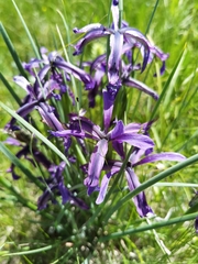 Iris qinghainica