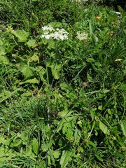 Heracleum austriacum
