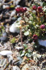 Micranthes hieraciifolia