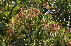 Buchanania arborescens
