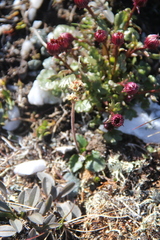 Micranthes hieraciifolia