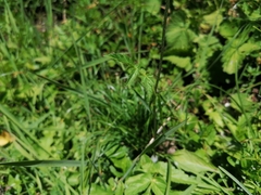 Heracleum austriacum