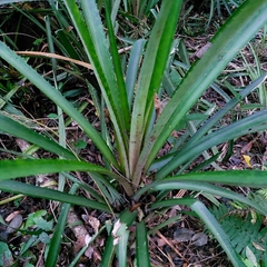 Ananas comosus bracteatus