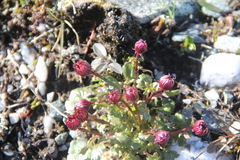 Packera heterophylla