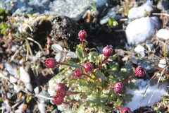 Packera heterophylla