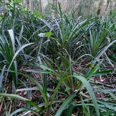 Ananas comosus bracteatus