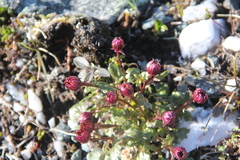 Packera heterophylla