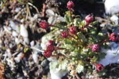 Packera heterophylla