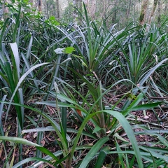 Ananas comosus bracteatus