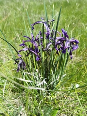 Iris qinghainica