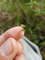 Carex tenuiflora
