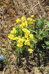 Draba alpina