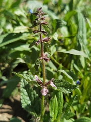 Stachys affinis