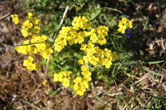 Draba alpina
