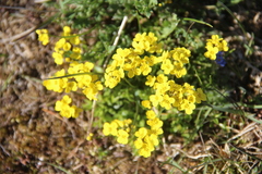 Draba alpina