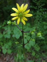 Silphium wasiotense