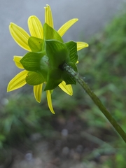 Silphium wasiotense