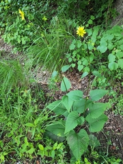 Silphium wasiotense