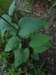 Silphium wasiotense