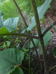 Silphium wasiotense