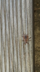 Himacerus mirmicoides