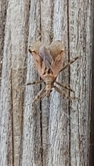 Himacerus mirmicoides