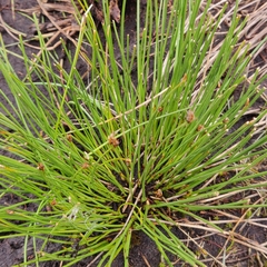 Trichophorum cespitosum germanicum