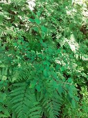 Cotoneaster scandinavicus