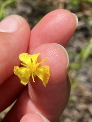 Xyris ambigua