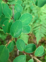 Cotoneaster scandinavicus