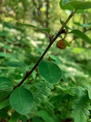 Cotoneaster scandinavicus