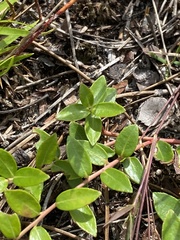 Vaccinium crassifolium