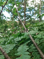 Cotoneaster scandinavicus