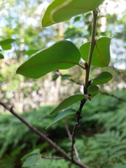 Cotoneaster scandinavicus