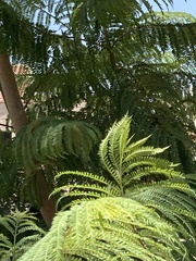 Jacaranda