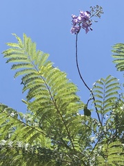 Jacaranda