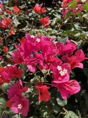 Bougainvillea