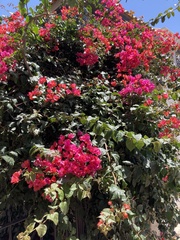 Bougainvillea