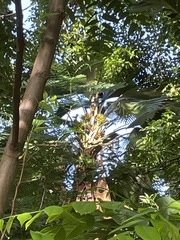 Pritchardia pacifica