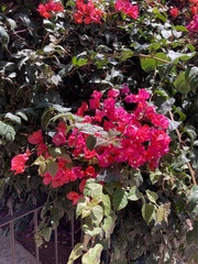 Bougainvillea