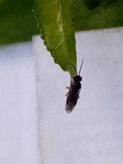 Tenthredinidae