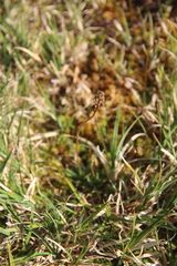 Micranthes hieraciifolia