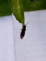 Tenthredinidae