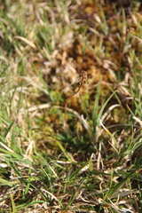 Micranthes hieraciifolia