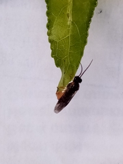 Tenthredinidae