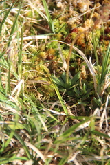 Micranthes hieraciifolia